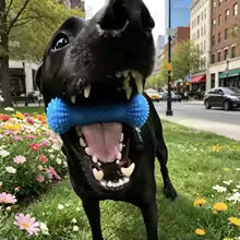 Dental Chew Toy for Dogs